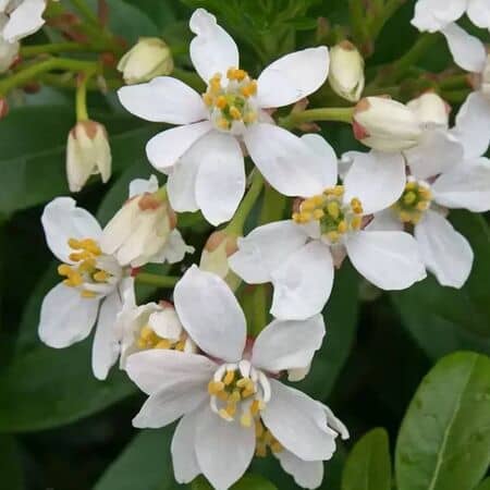 Choisya Ternata Flowers Close Up