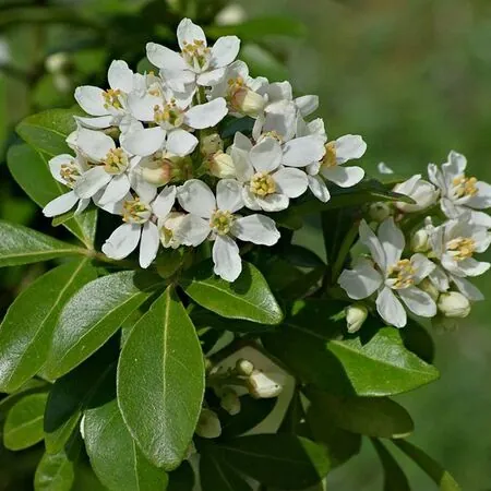 Choisya Ternata Flowers and Foliage