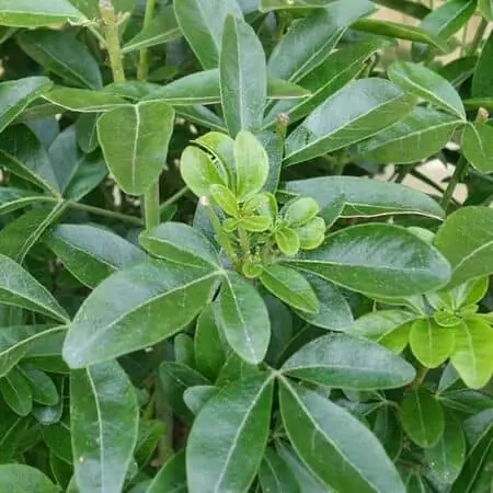 Choisya Ternata Foliage