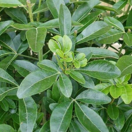 Choisya Ternata Foliage