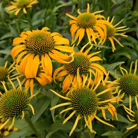 Buy Echinacea purpurea 'Skipper Yellow' (Coneflower) online from Jacksons Nurseries.