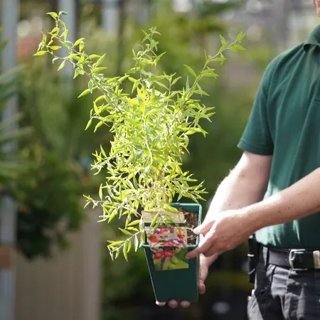 GojiBerry - Actual Plant
