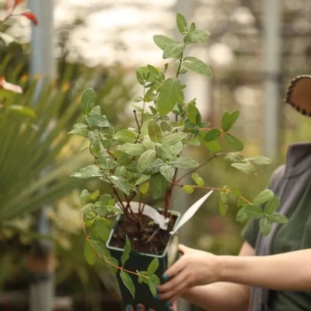 Buy Honeyberry Blue Treasure online from Jacksons Nurseries.