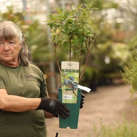 Buy Honeyberry Boreal Beast online from Jacksons Nurseries.
