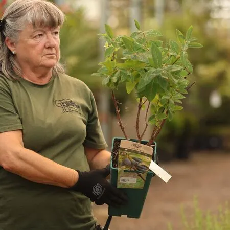 Buy Honeyberry Boreal Beast online from Jacksons Nurseries.