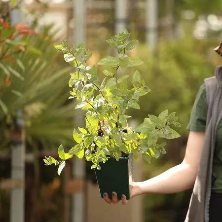 Buy Honeyberry Boreal Beauty online from Jacksons Nurseries.