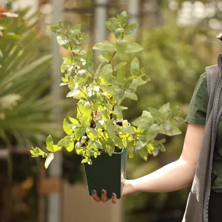 Buy Honeyberry Boreal Beauty online from Jacksons Nurseries.
