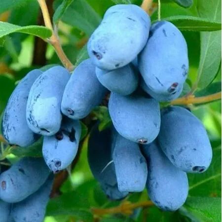 Honeyberry Giants Heart