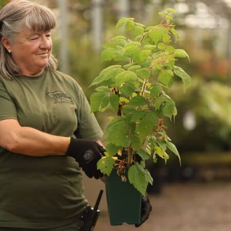 Buy Japanese Wineberry online from Jacksons Nurseries.