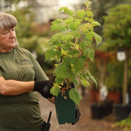 Buy Japanese Wineberry online from Jacksons Nurseries.