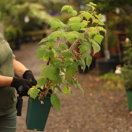 Buy Japanese Wineberry online from Jacksons Nurseries.