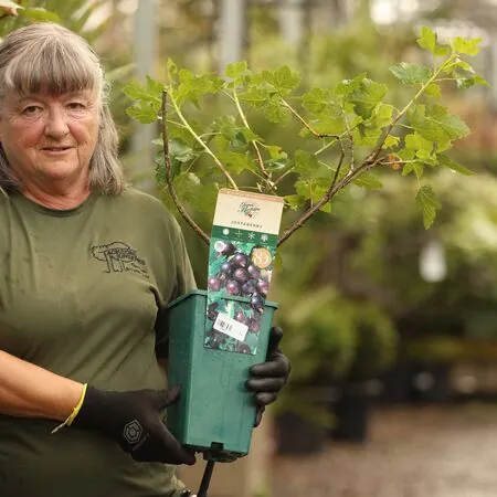 Buy Jostaberry online from Jacksons Nurseries.