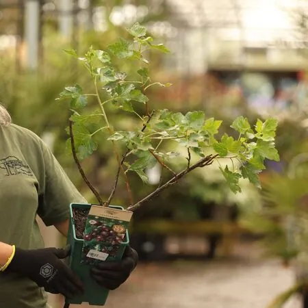 Buy Jostaberry online from Jacksons Nurseries.