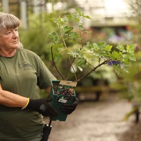 Buy Jostaberry online from Jacksons Nurseries.