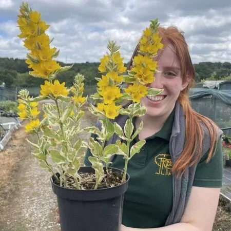 Lysimachia Alexander 2 litre actual plant