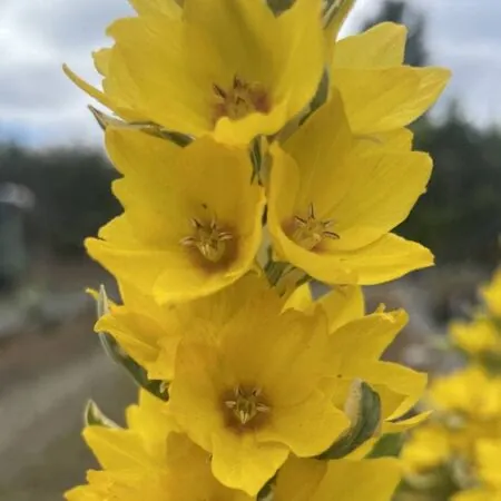 Lysimachia Alexander flower close up