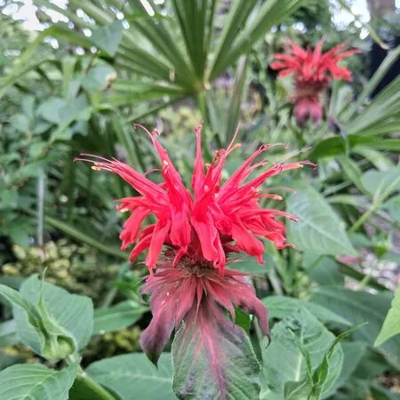 Buy Monarda Cambridge Scarlet (Bergamot) online from Jacksons Nurseries.