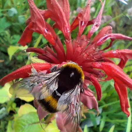 Buy Monarda Cambridge Scarlet (Bergamot) online from Jacksons Nurseries.