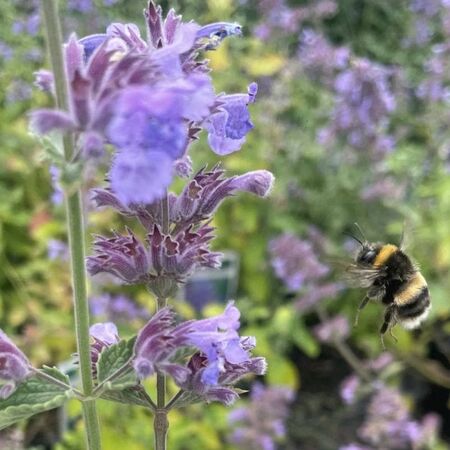 Nepeta Six Hills Giant 5