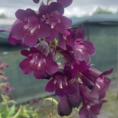Penstemon Raven