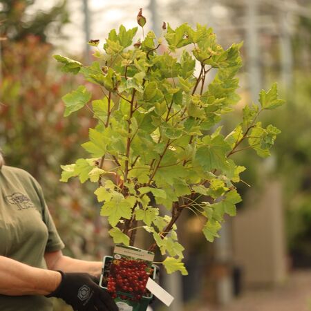 Buy Redcurrant Rolan online from Jacksons Nurseries.