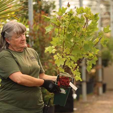 Buy Redcurrant Rolan online from Jacksons Nurseries.