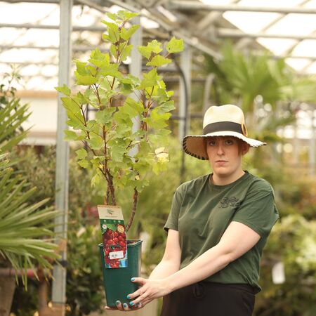 Buy Redcurrant Rosetta online from Jacksons Nurseries.