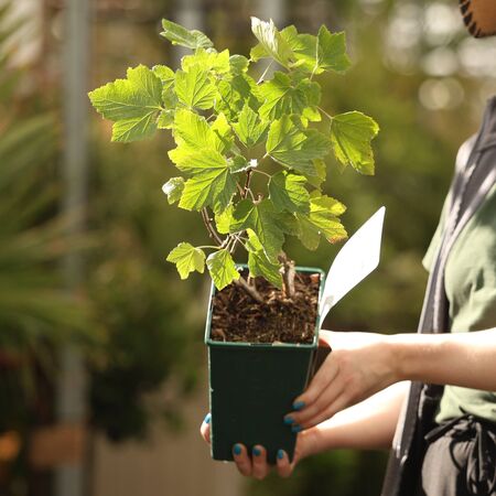 Buy  Redcurrant Rovada online from Jacksons Nurseries.