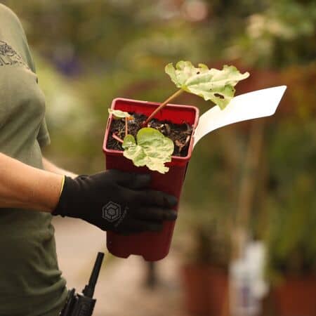 Buy Rhubarb 'Raspberry Red' online from Jacksons Nurseries.