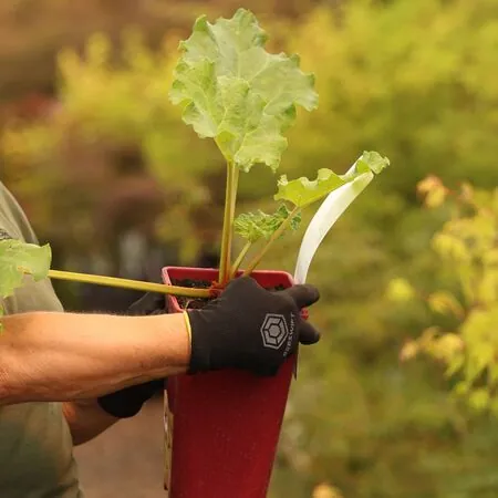 Buy Rhubarb Glaskins Perpetual online from Jacksons Nurseries.