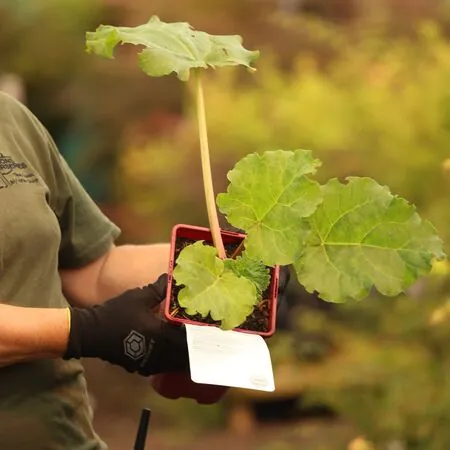 Buy Rhubarb Glaskins Perpetual online from Jacksons Nurseries.
