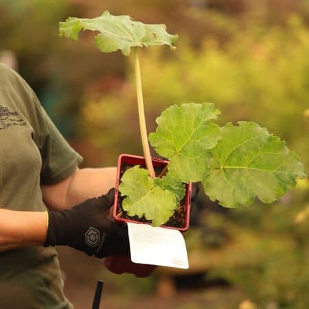 Buy Rhubarb Glaskins Perpetual online from Jacksons Nurseries.