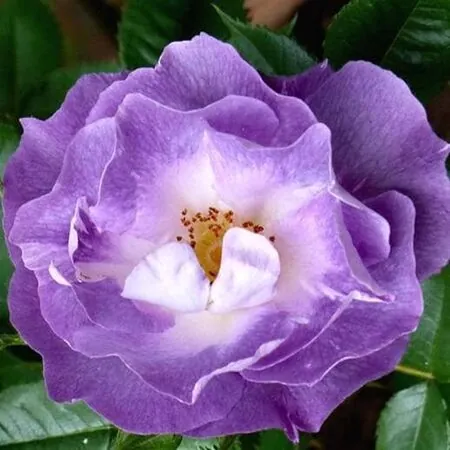 Buy Rosa: Blue For You (Standard, 90-120cm stem) online from Jacksons Nurseries