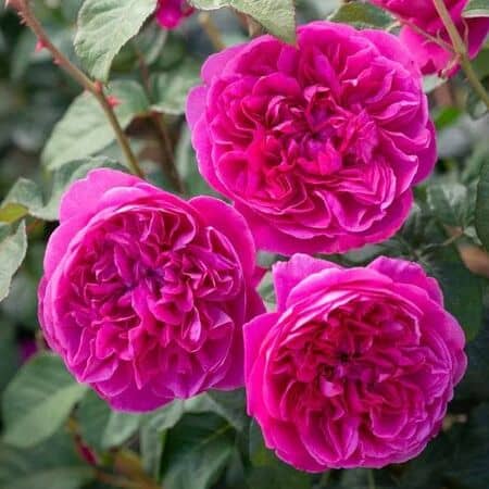 Rose James L Austin