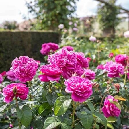 Rose James L Austin