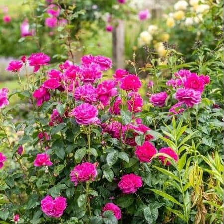 Rose James L Austin