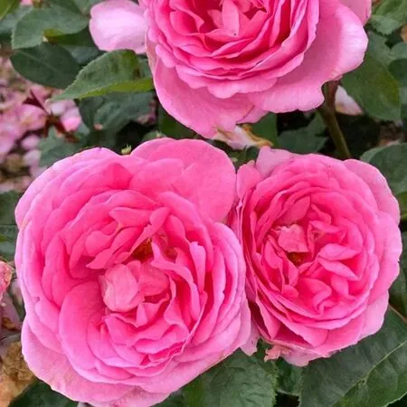Buy Rose 'Mum in a Million' (Standard, 90-120cm stem) online from Jacksons Nurseries
