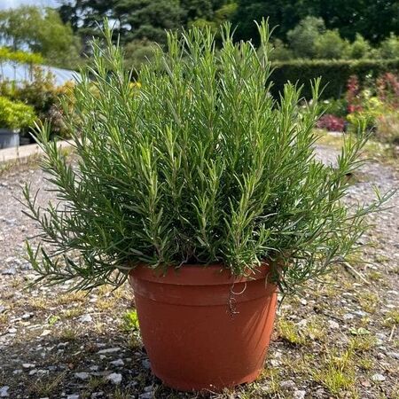 Rosemary Officinalis 5 litre pot
