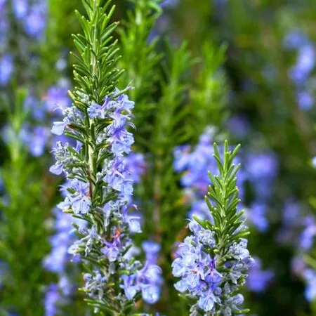 Rosemary Officinalis Flowers