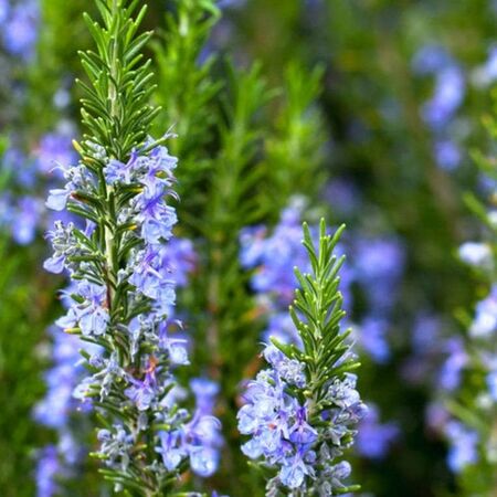 Rosemary Officinalis Flowers