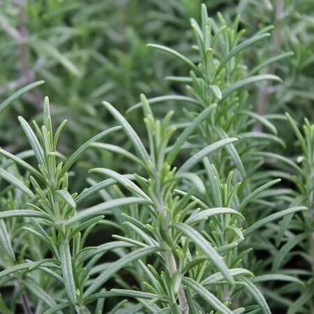 Rosemary Officinalis Foliage close up