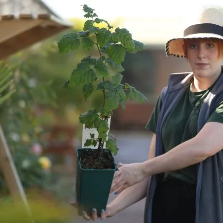 Buy Tayberry Medana online from Jacksons Nurseries.