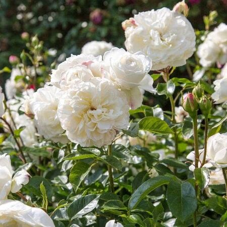 Rose 'Tranquillity' (David Austin Shrub Rose)