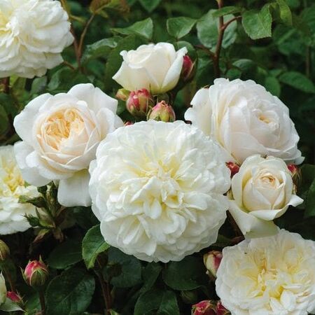 Rose 'Tranquillity' (David Austin Shrub Rose)