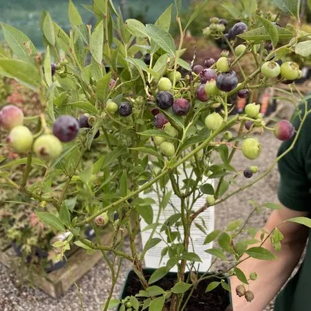 Blueberry Miniblue Fruit