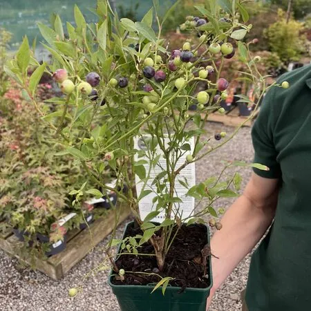 Blueberry Miniblue 2 litre pot JM 2