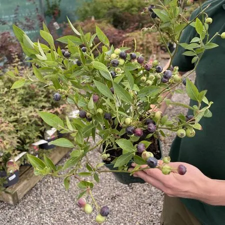 Blueberry Miniblue 2 litre pot JM 4