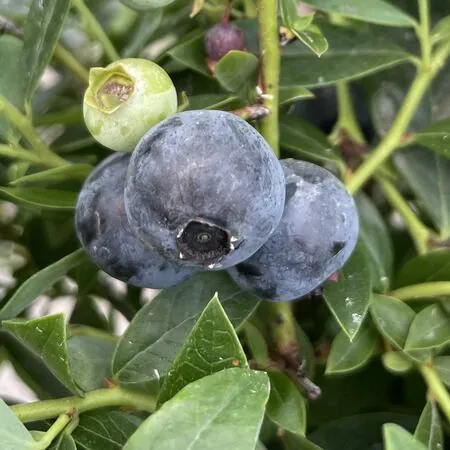 Blueberry Sunshine Blue 2