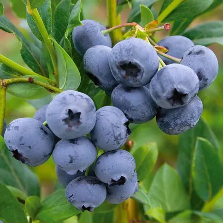 Blueberry Sunshine Blue 3