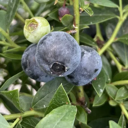 Blueberry Sunshine Blue Fruit 2